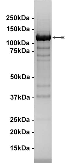 Eurofins DiscoverX PI3 Kinase (p120 ) Protein 20 &mu;g | Buy Online | Eurofins DiscoverX | Fisher Scientific